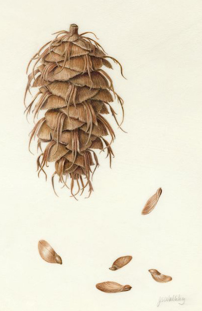 Douglas Fir Cone and Seeds on Vellum