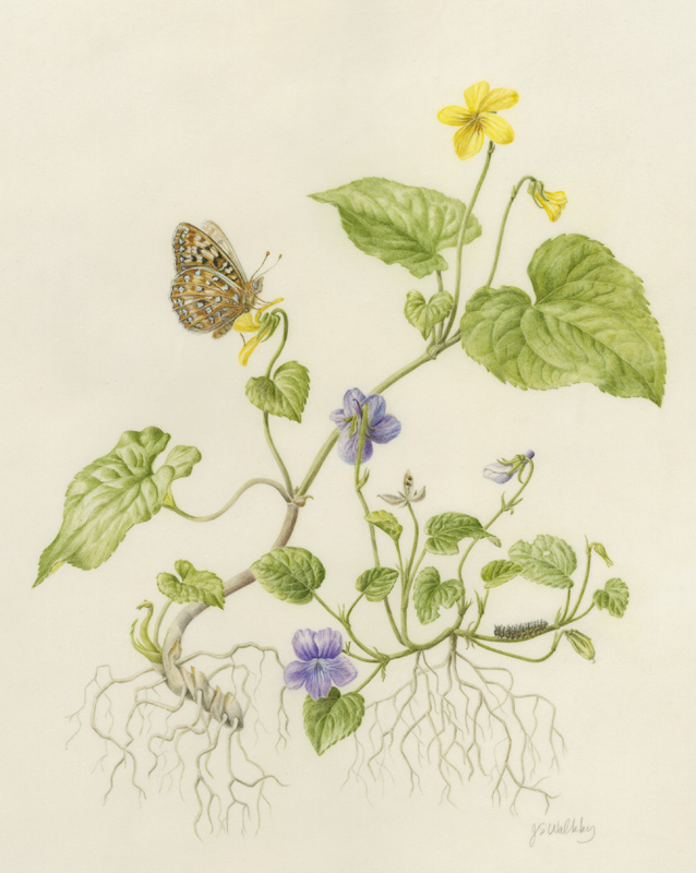Native Violets and Oregon Silverspot Butterfly