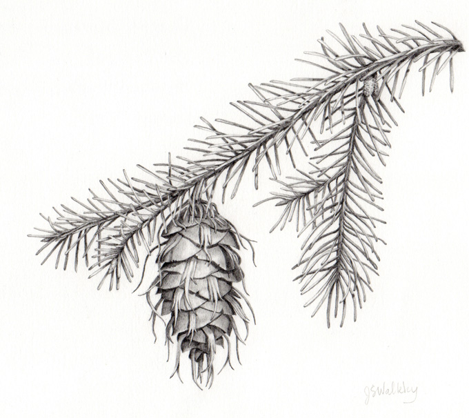 Douglas fir cone