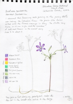Sketchbook: Harvest Coronaria (Brodiaea coronaria)