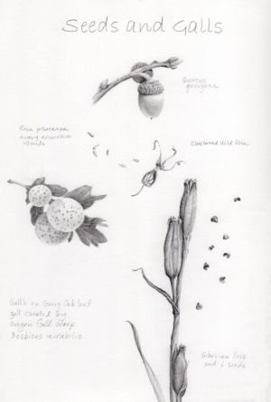 Sketchbook: Seeds & Galls
