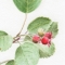 Sketchbook: Saskatoon or Amelanchier alnifolia