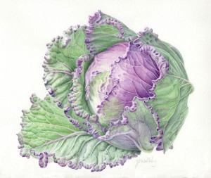 A cabbage from the Farmer's Market.