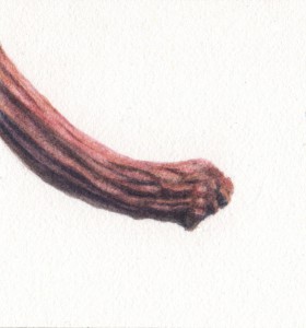 A stem that I painted for dry and withered texture practice