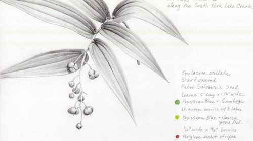 Meeting Friends in the Forest–Old and New