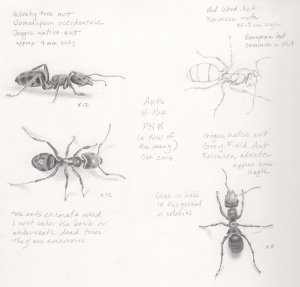 Ants & Elaiosomes