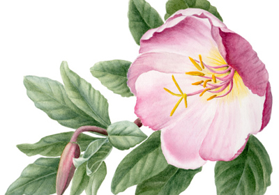 Native Plants as Food and Medicine