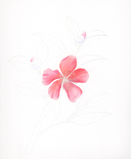 My drawing has been transferred to my watercolor paper, the stamens were masked out and the first washes applied to the petals.
