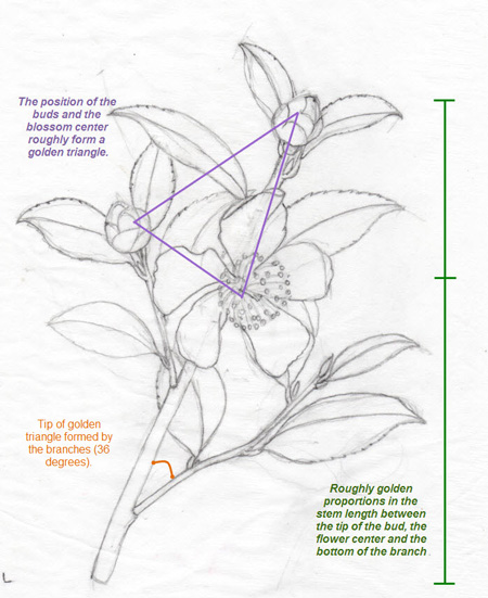 Preliminary drawing on tracing paper for the workshop with some golden proportions noted.