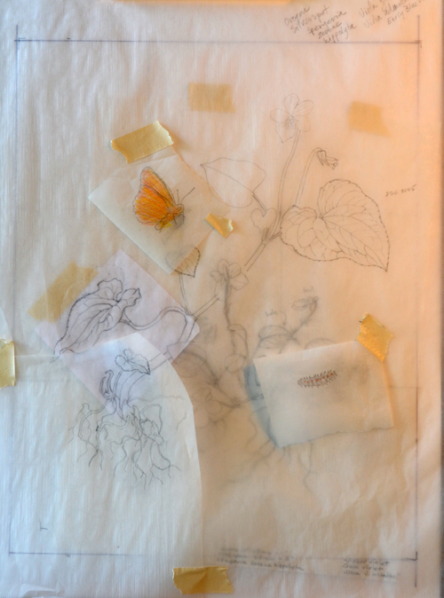 I do preliminary drawings on tracing paper then combine elements to work out my composition.