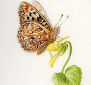 Oregon Silverspot Butterfly