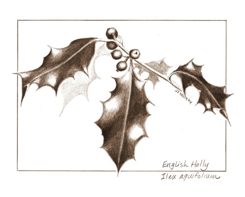 English Holly sketch
