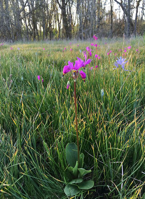 Shooting Star or Dodecatheon pulchellum