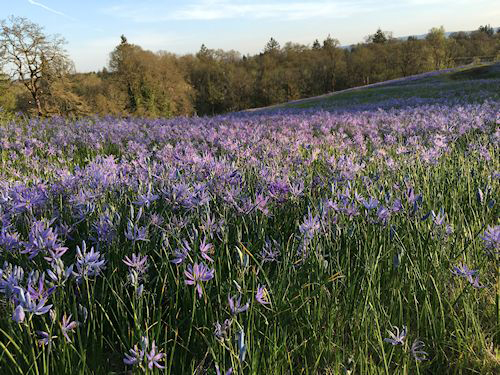 Camassia meadow on a bluff near the Columbia River