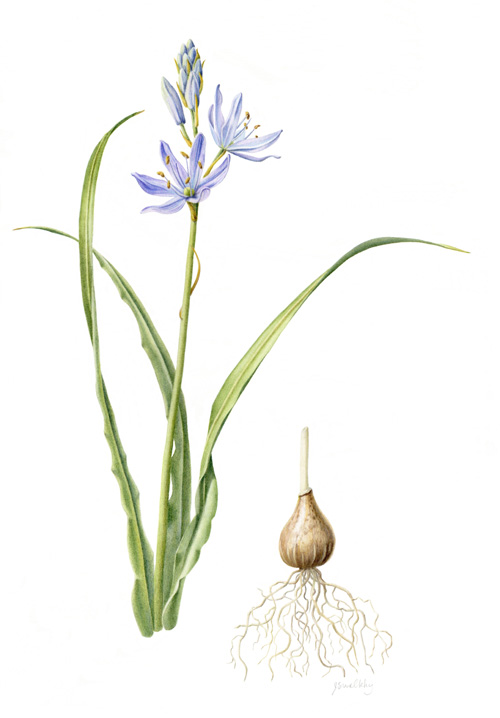 Camassia quamash