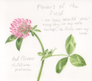 Sketch of Red Clover