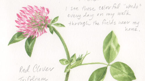 Sketchbook–Flowers of the Field