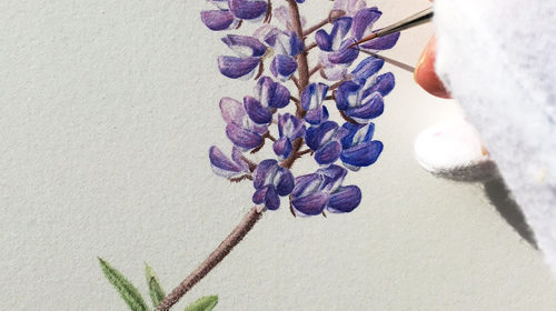 Lupines, Paper and Masking Fluid
