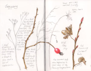 Sketches of field grasses and plants.