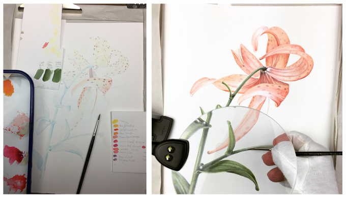 Stages of lily painting