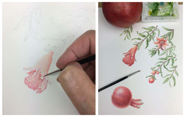 I did several sketches at the garden of the buds, flowers and strange fruit of the dwarf pomegranate.