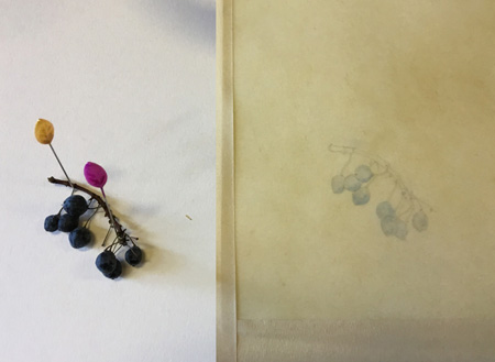 Mahonia berries painted on natural vellum.