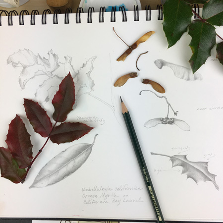 I added a Mahonia leaflet to my study page.