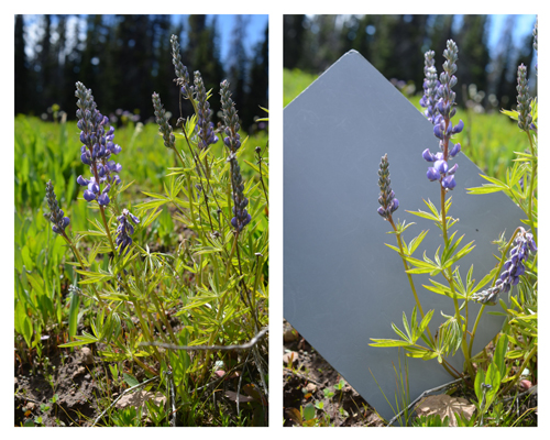 An example of the usefulness of the gray card for documenting plant details.