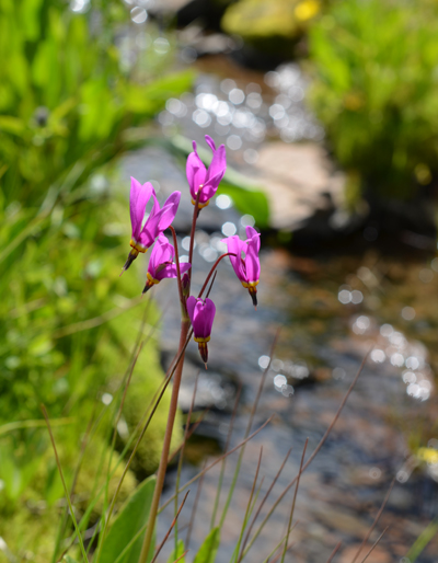 A shooting star wildflower