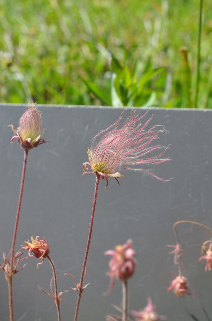 greycard behind a fluffy seed head