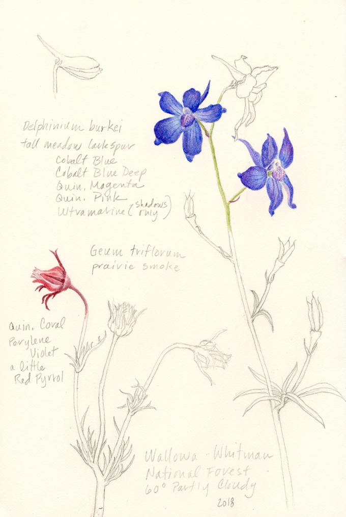 Field sketchbook page