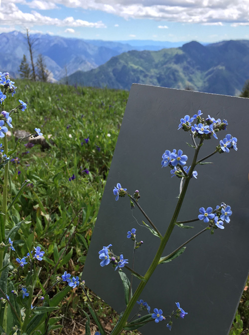 Meadow forget-me-not in the Wallowas