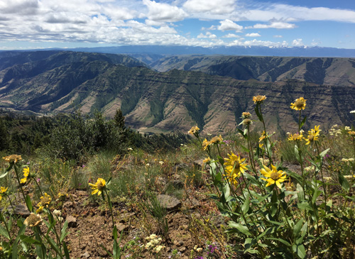 Native sunflowers bloom in the foreground as I look across a the Imnaha River canyon to the Wallowa mountains beyond.